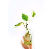 Marble Queen im Glas/Zimmerpflanze Baden-Württemberg - Fellbach Vorschau