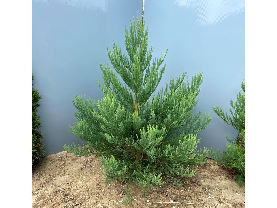 Sequoiadendron Giganteum - Bergmammutbaum / Mammutbaum° in Schwandorf