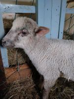 Netter Lamm Bock Niedersachsen - Schwanewede Vorschau