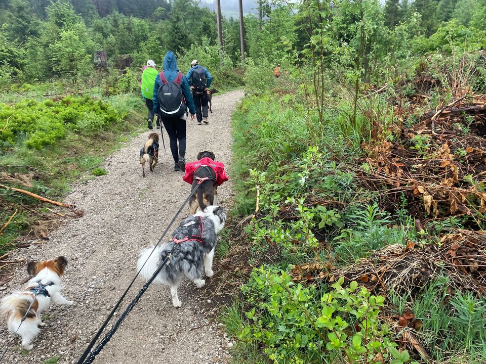 Wanderurlaub mit Hund in Bargfeld-Stegen