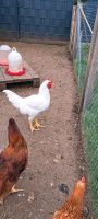 Mix Hühner   Hähne  abzugeben Nordrhein-Westfalen - Gronau (Westfalen) Vorschau