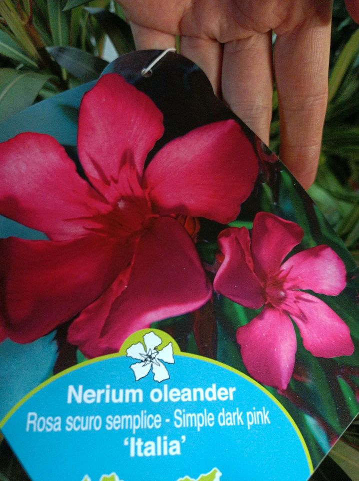 ANGEBOT: Premium Nerium Oleander 140-160cm 3 Pflanzen pro Topf in Nordkirchen