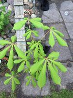 tut was gutes: pflanzt einen Baum Kreis Pinneberg - Elmshorn Vorschau