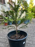 Eiben-Baum, Garten Baden-Württemberg - Überlingen Vorschau