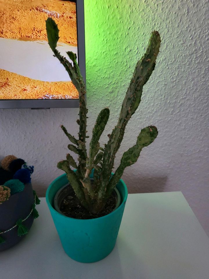 Kaktus groß, Zimmerpflanze mit Übertopf, cactus in Bielefeld