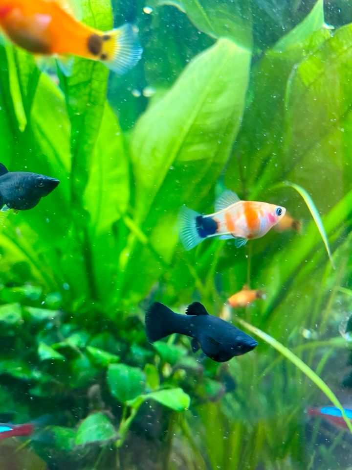 Platys „tränendes Herz“ Mickey Mouse Platy Mix in Emstek