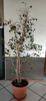 Ficus benjamina / Birkenfeige ca 1,35 m groß Nordrhein-Westfalen - Wiehl Vorschau