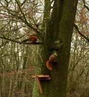 Walnüsse/Haselnüsse für Eichhörnchen-Futterstation gesucht Sachsen-Anhalt - Dessau-Roßlau Vorschau