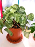 Peperomia Watermelon/ Peperomia argyreia Berlin - Neukölln Vorschau