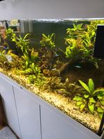 Aquarium Juwel 180l Nordrhein-Westfalen - Krefeld Vorschau