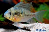 Mikrogeophagus altispinosus / Bolivian. Schmetterlingsbuntbarsch Nordrhein-Westfalen - Löhne Vorschau