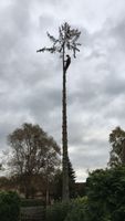 Baumfällung Pflege Baugrunstücke vorbereiten Berlin - Grunewald Vorschau