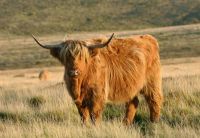 Suche Highland Cattle Färse, Mutterkühe, Ochsen, Kälber Bio Mecklenburg-Vorpommern - Brunn bei Neubrandenburg Vorschau