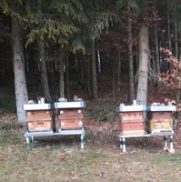 Bienenvölker Baden-Württemberg - Schelklingen Vorschau