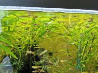 Endler Guppies Männl./Weibl. und Jungfische dringend abzugeben! Bayern - Kirchdorf a.d.Amper Vorschau