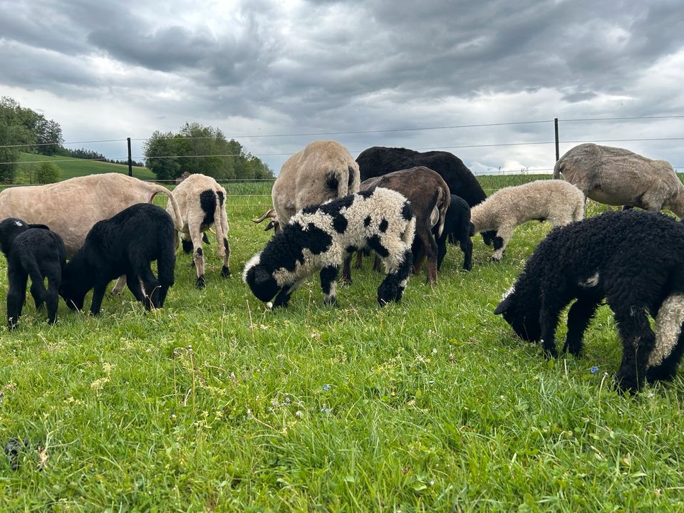 Walliser Schwarznasen Bock Lamm Splitti in Falkenberg