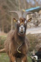 Thüringer Waldziegenbock aus Herdbuchzucht Sachsen - Neukirch/Lausitz Vorschau