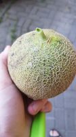 Cantaloup Melone, Zuckermelone Samen Saatgut Thüringen - Bad Blankenburg Vorschau