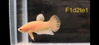 Kampffisch Betta Dumbo Plakat Gold male Dithmarschen - Tellingstedt Vorschau