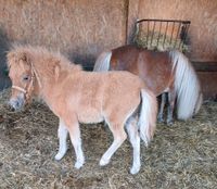 Shetlandpony, Shettyfohlen, Transport gratis Brandenburg - Treuenbrietzen Vorschau