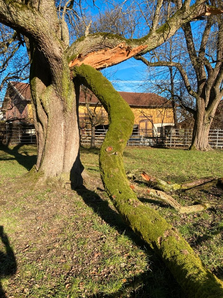 Birnbaum Ast/ Stamm Drexler Bastler in Kirchweidach
