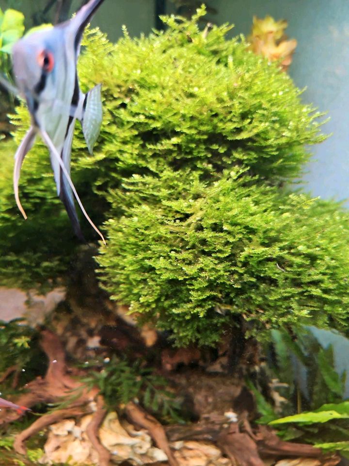 Aquarium pflanzen moos bonsai in Waltershausen