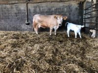 Charolais/Limousine Kreuzung Rheinland-Pfalz - Ormont Vorschau