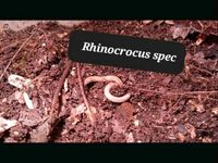 Rhinocrocus spec Tausendfüsser Sachsen-Anhalt - Calbe (Saale) Vorschau