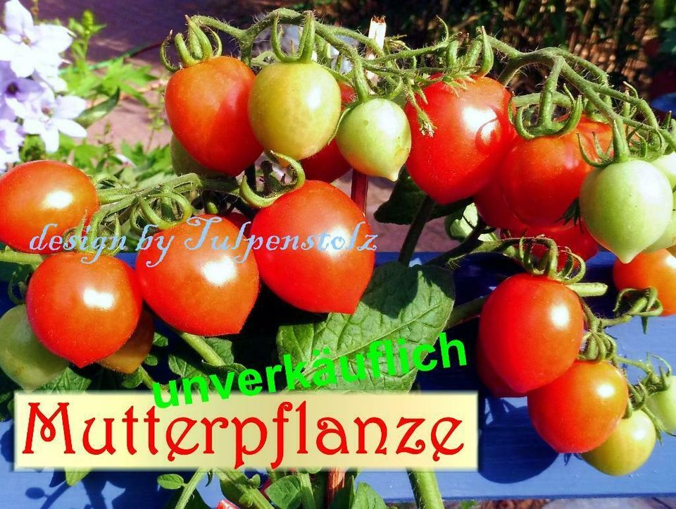 ♥ Tomaten Kleiner Herzensbrecher Samen Garten Rarität Alte Sorte in Hamburg