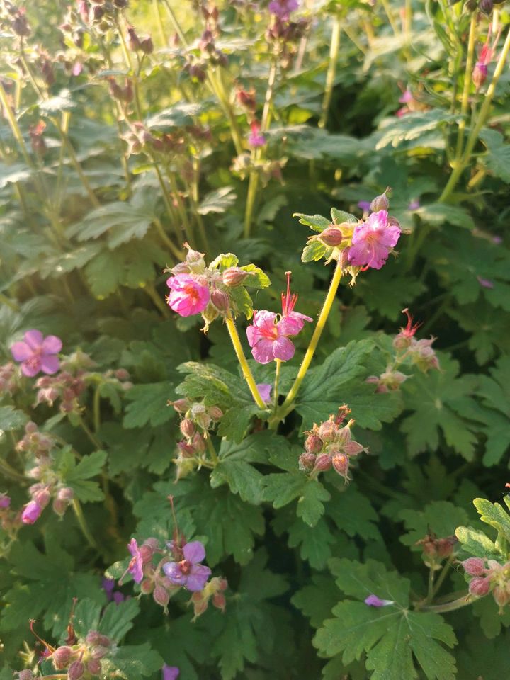 Storchschnabel in Markgröningen