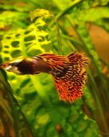 Guppy Platinum Red Mosaik Big Ear Bayern - Kelheim Vorschau