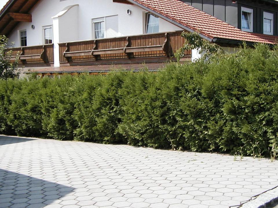 Thuja-Zentrum: Brabant 125-150 7,95 bis Smaragd 225-250 ab 49,00 in Leutkirch im Allgäu