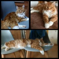 Maine Coon Kater vermisst Gaildorf - Spöck Baden-Württemberg - Gaildorf Vorschau