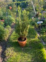 Thuja pflanze Düsseldorf - Benrath Vorschau