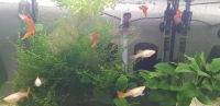 Ich verkaufe  Guppy Red Albino Sachsen-Anhalt - Halle Vorschau