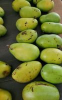 11 Pawpaw-Samen Sunflower Indianer Banane Pawpaw Obst baum exotic Nordrhein-Westfalen - Bergheim Vorschau