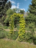 Hopfen Pflanze Hessen - Dieburg Vorschau