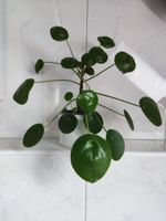 Pilea Ufopflanze Pfannkuchenpflanze Chinesischer Geldbaum Glückst Nürnberg (Mittelfr) - Südoststadt Vorschau
