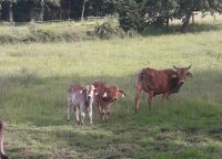 Brahman Bullen Rinder Zuchtbulle Zebu Bio Nordrhein-Westfalen - Lotte Vorschau