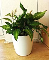 Planta Spathiphyllum Baden-Württemberg - Biberach an der Riß Vorschau