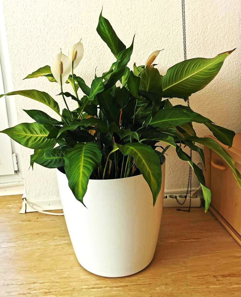 Planta Spathiphyllum in Biberach an der Riß