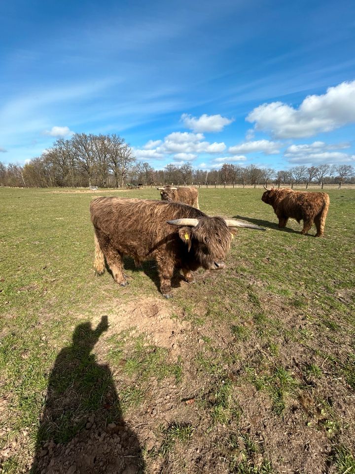 Highland Cattle in Dannenberg (Elbe)