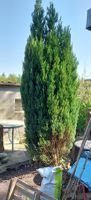 Thuja Baum 1 Stück Schleswig-Holstein - Kayhude Vorschau