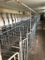 Schweinestallaufstallung Bayern - Vilsbiburg Vorschau