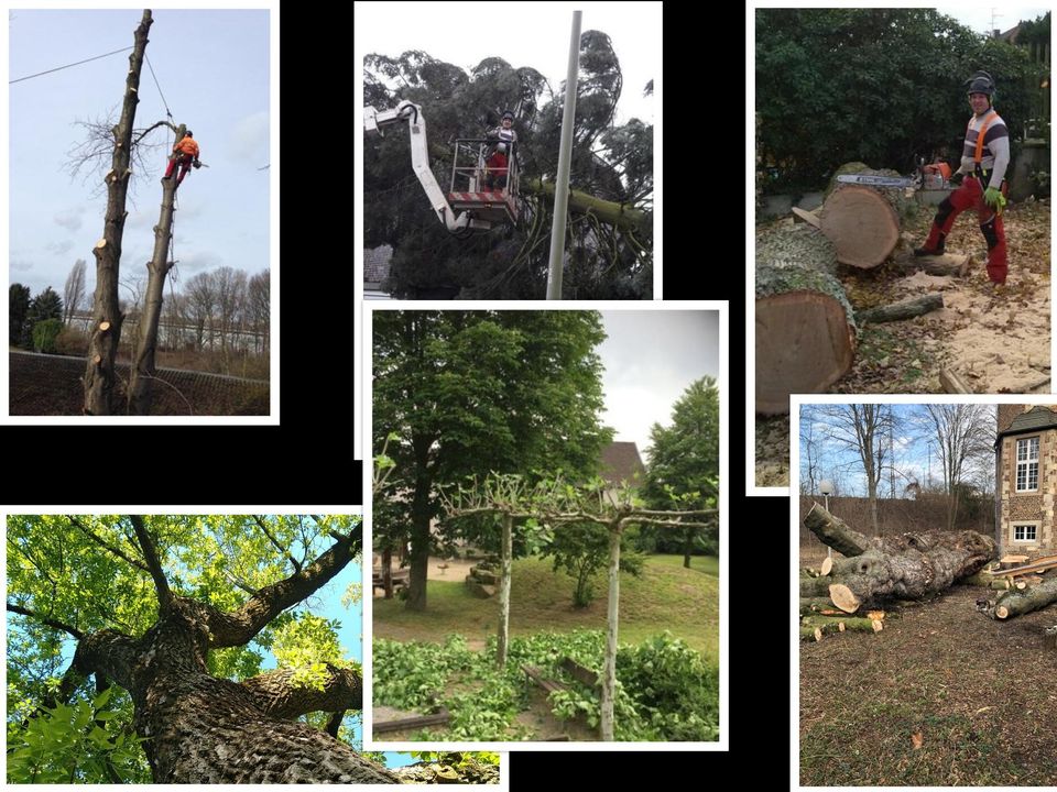 Baumpflege, Baum fällen, Baumfällung, Hecken, Abtransport in Moers