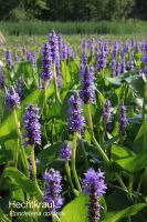 Teichpflanzen für den Gartenteich Hessen - Mühlheim am Main Vorschau