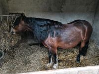 Welschpony Pony Fahrpferd Parchim - Landkreis - Brüel Vorschau