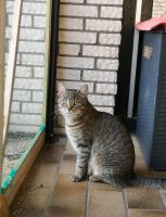 EKH Katze Lolli seit Februar vermisst Niedersachsen - Osnabrück Vorschau