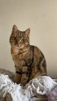 Katze Wilma wird vermisst Mecklenburg-Vorpommern - Wismar Vorschau