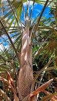 Coccothrinax macroglossa, Sämling, Palme Thüringen - Heilbad Heiligenstadt Vorschau